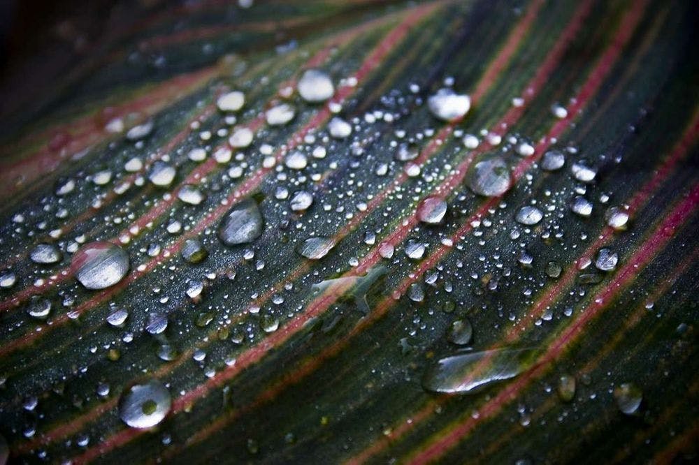 water droplets on big red-green striped leaf