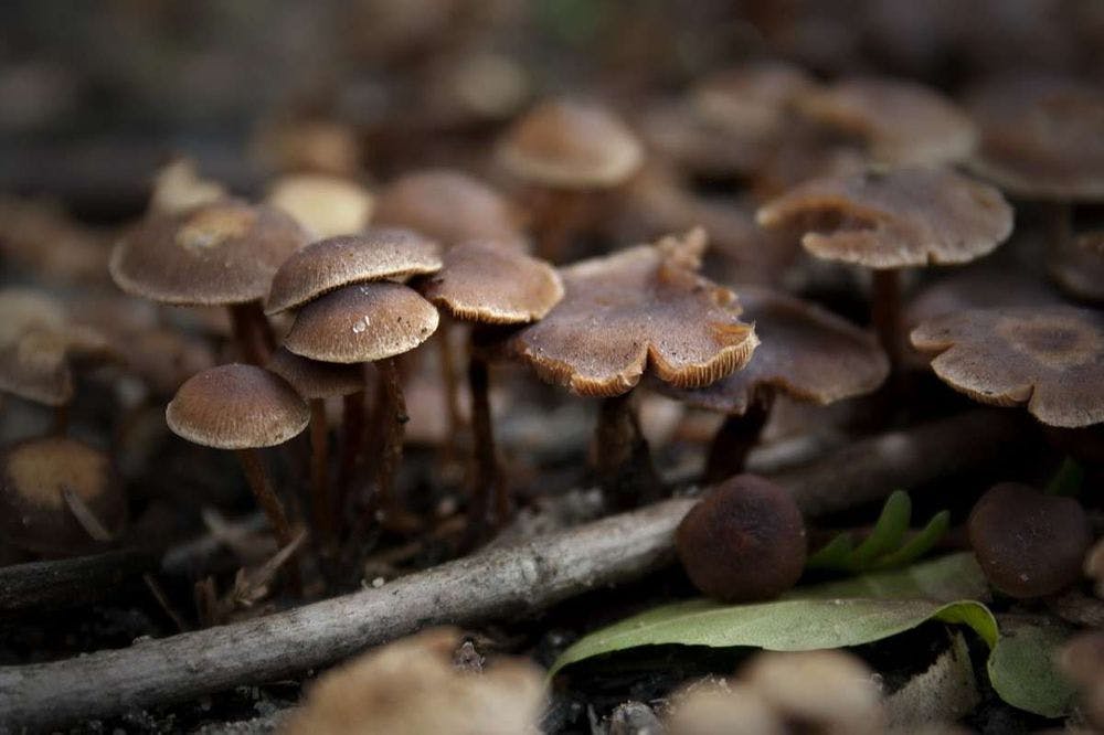 tiny brown mushrooms